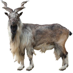Turkmen Markhor Goat